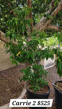 GRAFTED MANGO TREES FOR SALE – READY TO PLANT & PRODUCING FRUIT! 🥭
