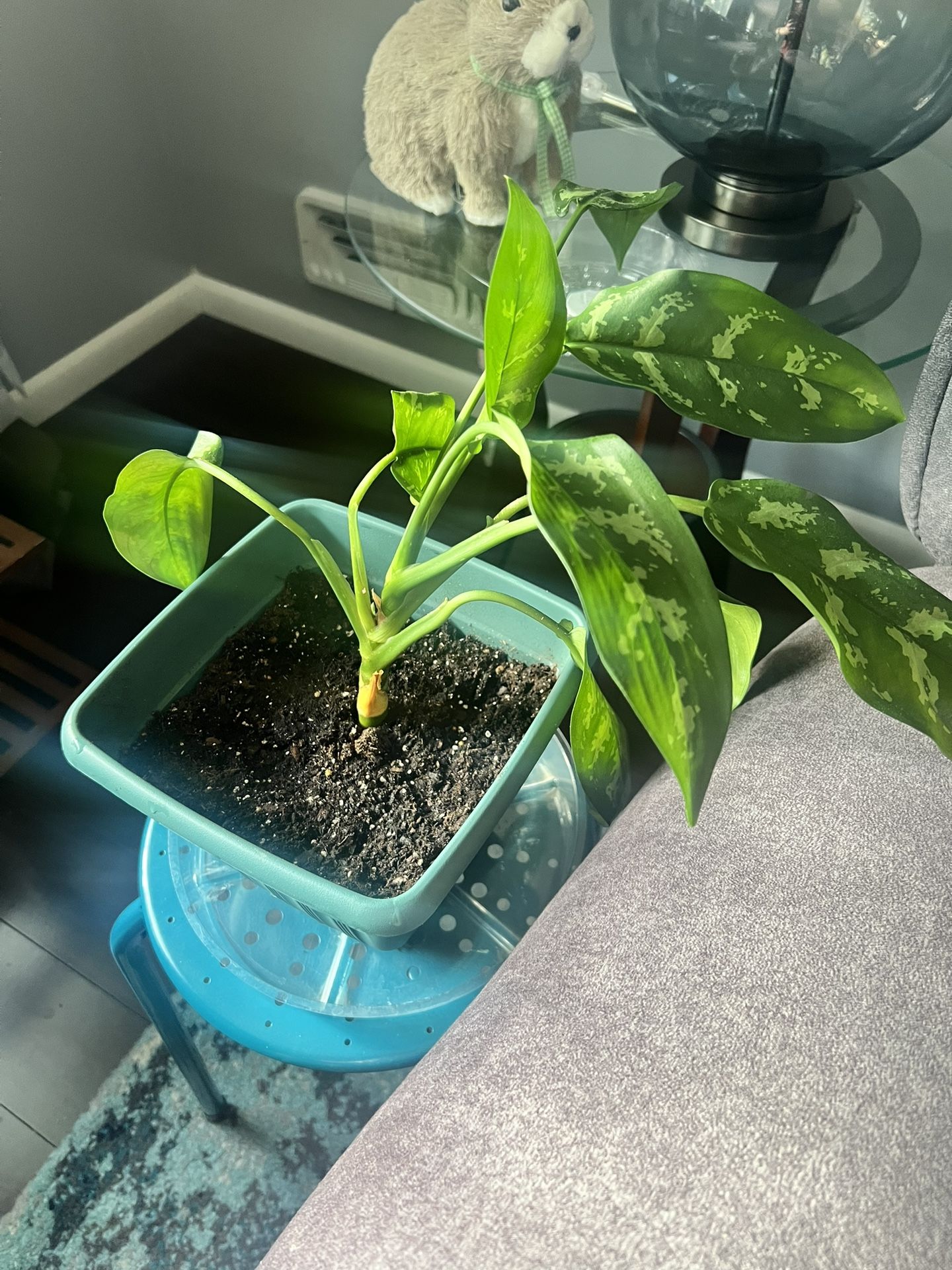 Indoor Plants $5 Each & Tiny Spider Plants $2