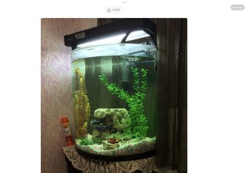 half moon fish tank $145