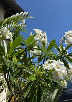 Plumeria ever green Hong Kong similar to Singapore plumeria flowers will bloom with 6 petals very strong fragrant