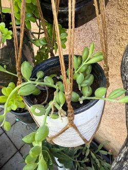 Watermelon string of succulents $5-$15