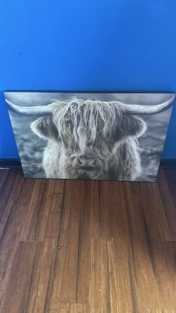 Highland cow