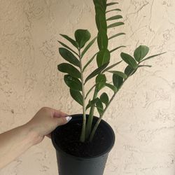 ZZ Plant Zamioculcas Zamiifolia Plant Flower In Pot