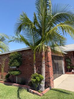 2 mature palm trees