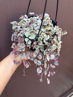 6” Variegated string of hearts