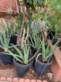 So many different plants available for sale