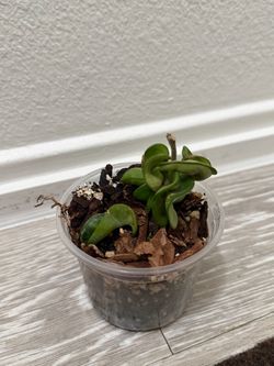 Small Hoya Hindu Rope (Hoya carnosa)
