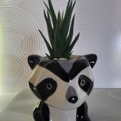 Panda Planter with Haworthia Plant.