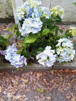 Plants for sale