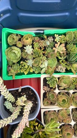 Succulents