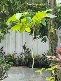 Ackee tree - 7 feet tall - 7 gallon - $25.00