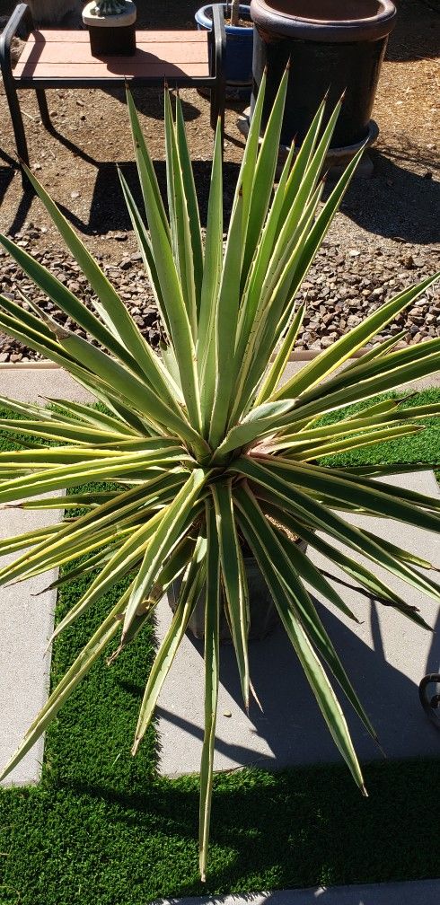 Agave angustifolia/ Desert Plant/Succulent Plant