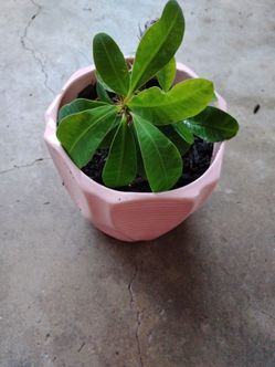 Corona de Cristo color Blanco Flor chica $6