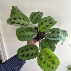 Large prayer Plants 