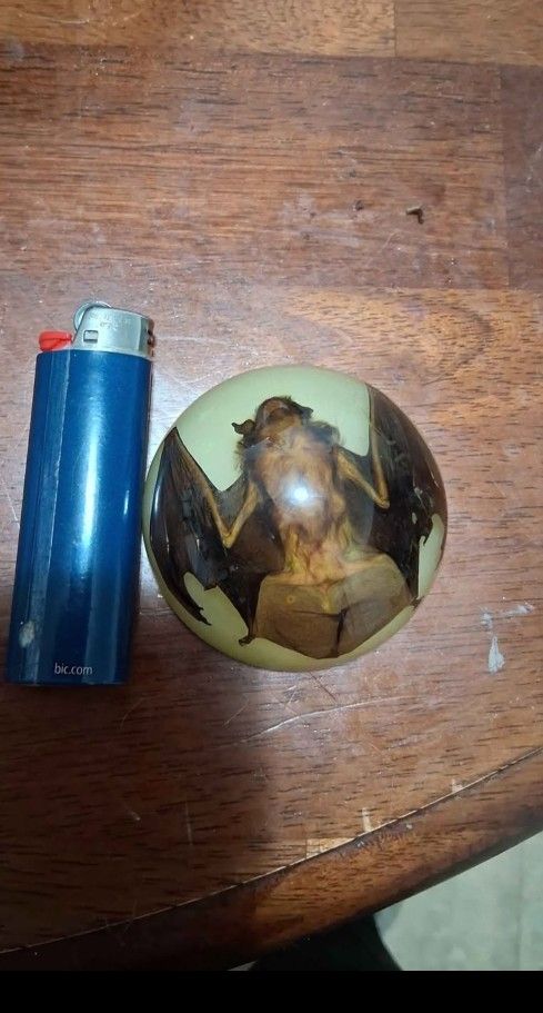 Glow In The Dark Brown Bat Specimen
