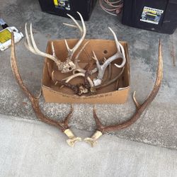 Box Of Deer And Elk Antlers 