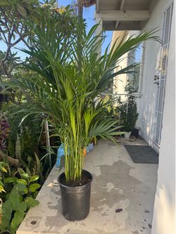 Cat palm tree