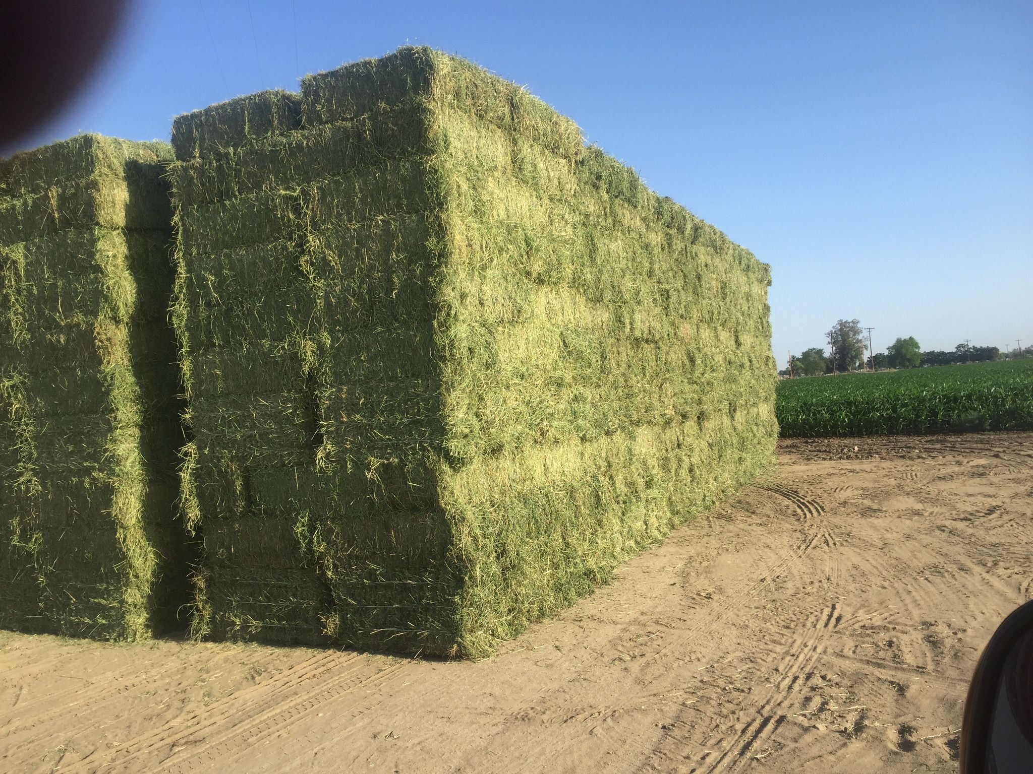 #1 Alfalfa Fore sale 