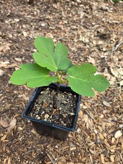 Ischia Green fig tree
