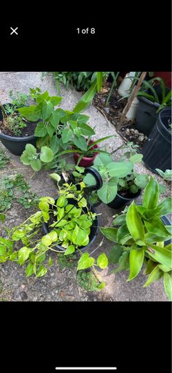 Plants small 3 and ruda 8 and 3 and ivy 10 big size