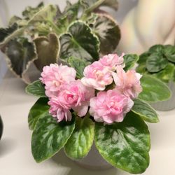 NOID African Violet Plant
