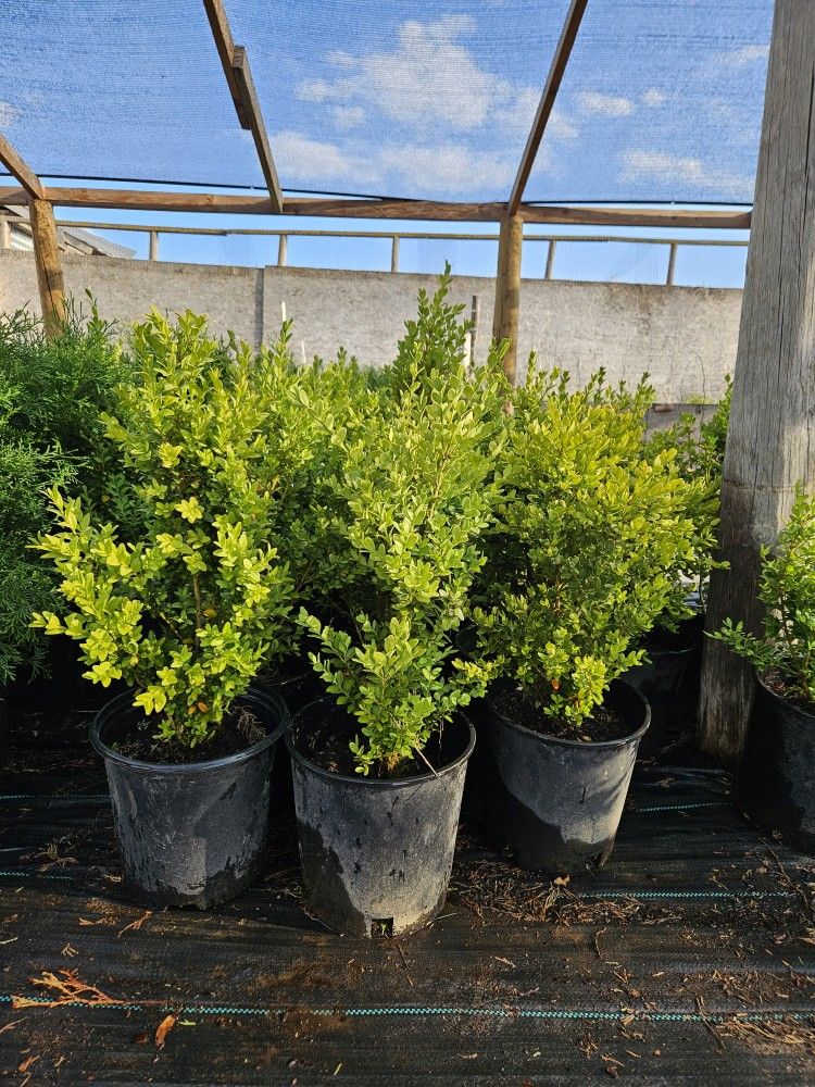 Green Mountain Boxwoods