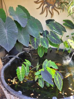 Taro / elephant ear rare color morphs