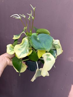 6” variegated peperomia owl eye