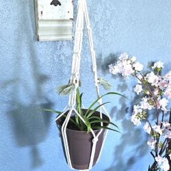 Home Grown Spider Plant In Brown Plastic Flower Pot With Handmade Macrame Hanger
