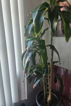 Blue plant vase & plant  55"