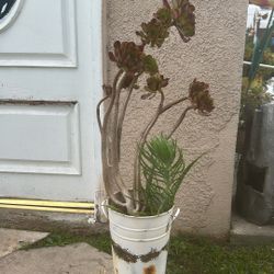 Suculentas Y Lengua De Suegra 
