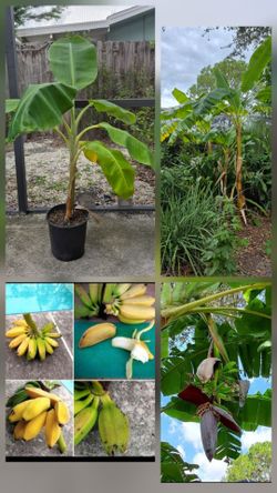 🍌Banana Plant - Over 4+ feet tall * Ground Ready