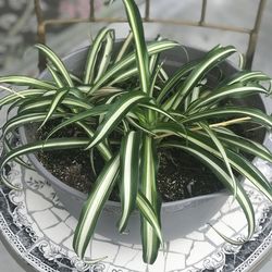 $8 Spider Plant