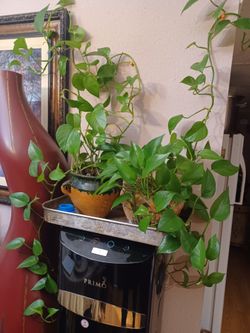 PHOTOS PLANT