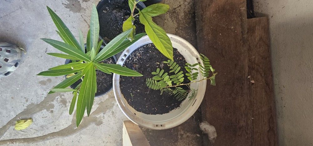 Ojas De Platono En Benta Para Tamales