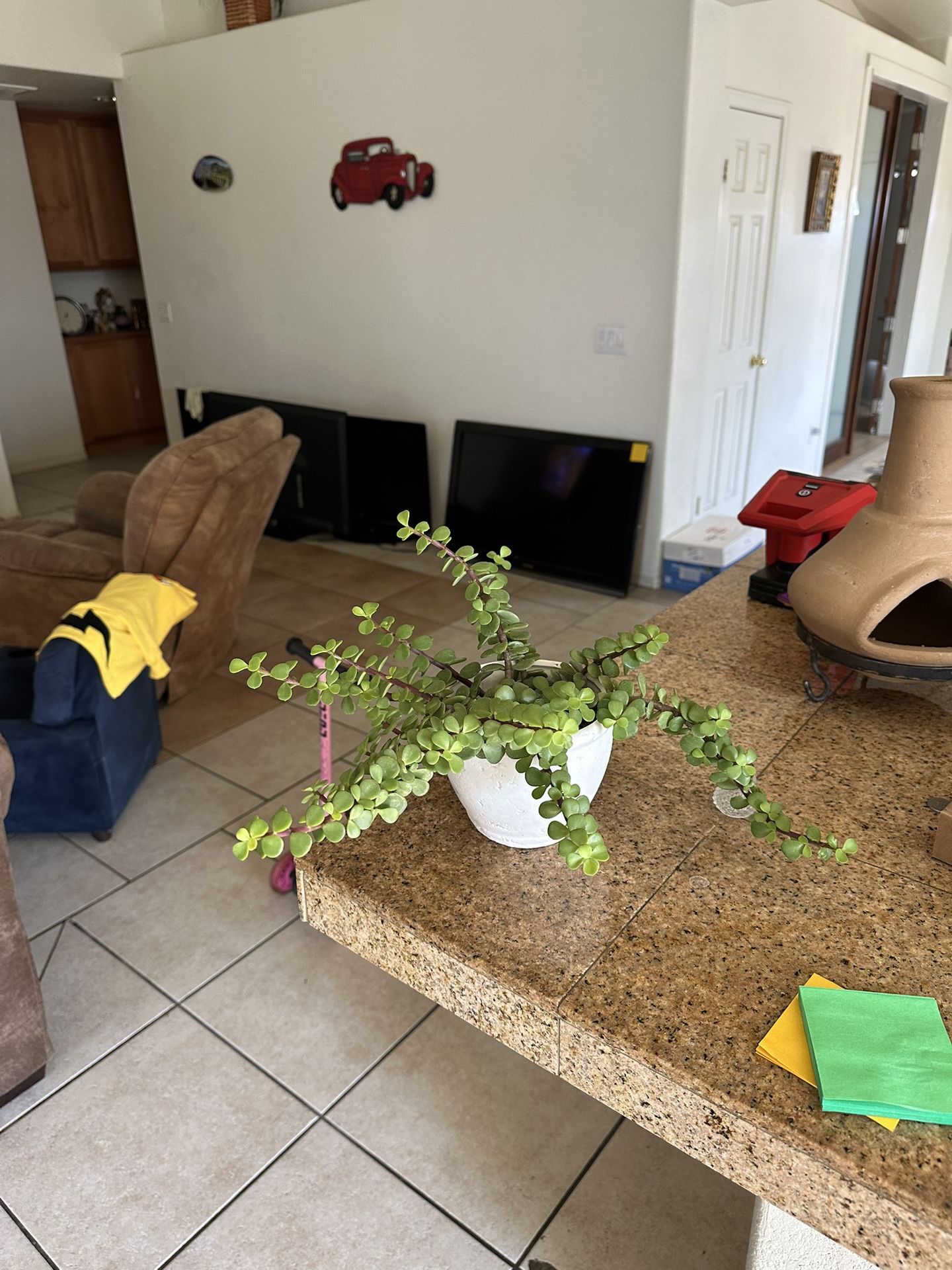 Plants for Sale 