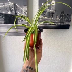 Spider Plant