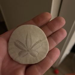 Sand Dollar Magnet 🫶🌎