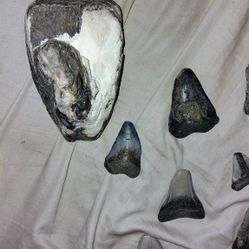 Shark Teeth 