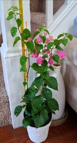 Live Healthy Boganvilea Pink indoor outdoor Flowering Houseplants $32