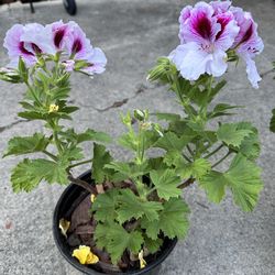Potted Pink/ Purple Geranium Plant
