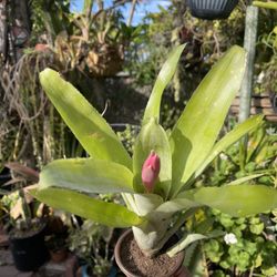 Billbergia Bromeliad