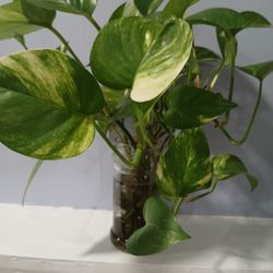 Green Pothos  Indoor House Plant 