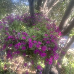 Plant For House Geranium