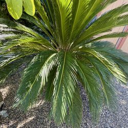 Sago palm Potted Plant