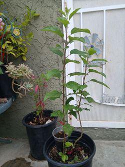 Cosmic Apple tree