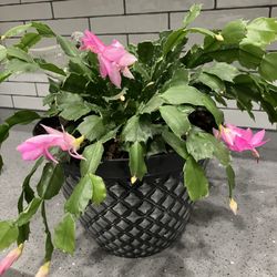 Gorgeous & Super Healthy Christmas Cactus