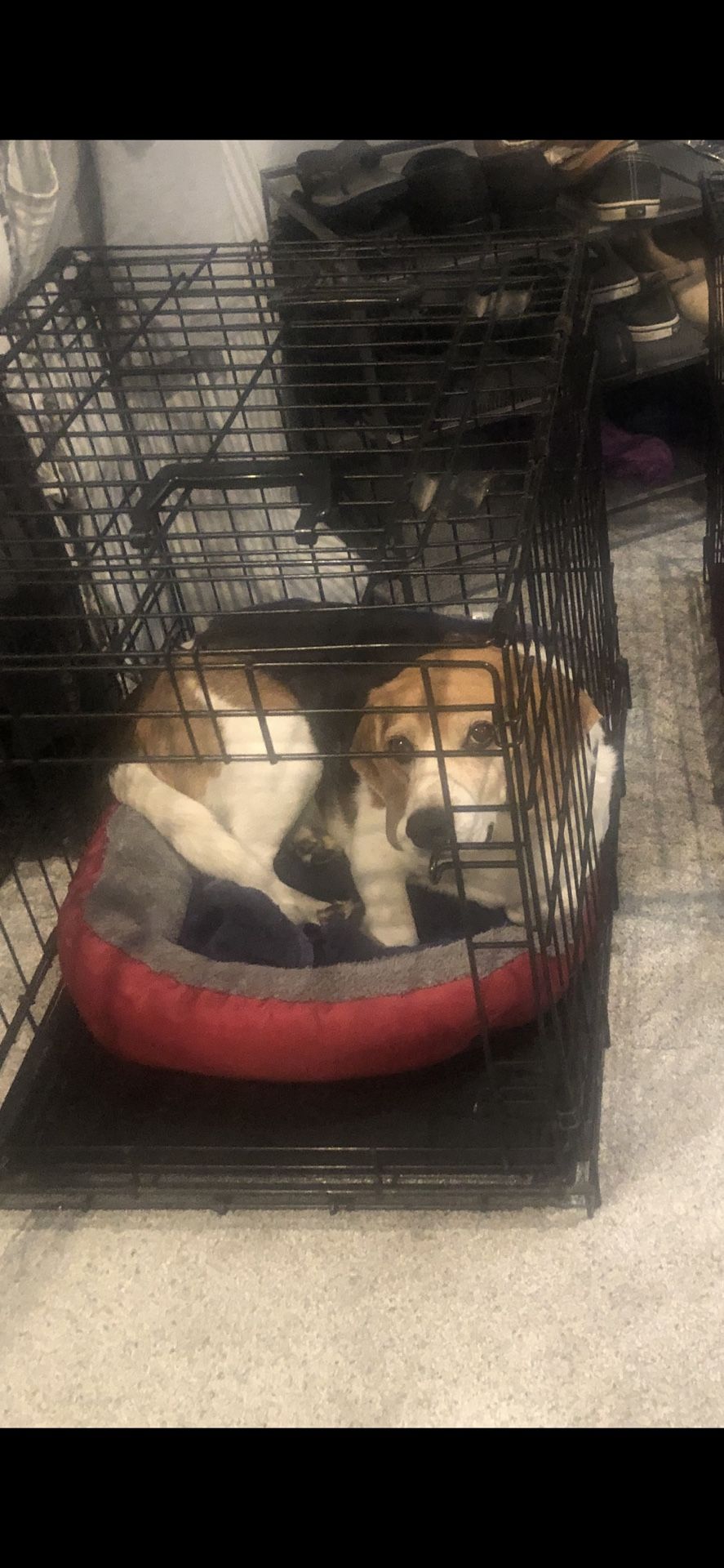 Dog Crate For Small To Medium Dog