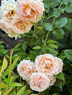 Roses plants