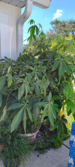 Money Tree $50 ( Cash Only) Need A Truck 